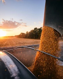 Combine unloader pouring golden grain into a storage bin during sunset with a harvested field in the background