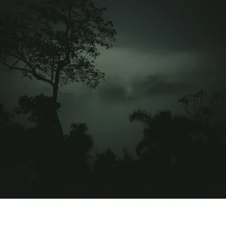 Moody dark forest landscape with silhouetted trees against a glowing overcast sky, photographed by Michael Schnabel.