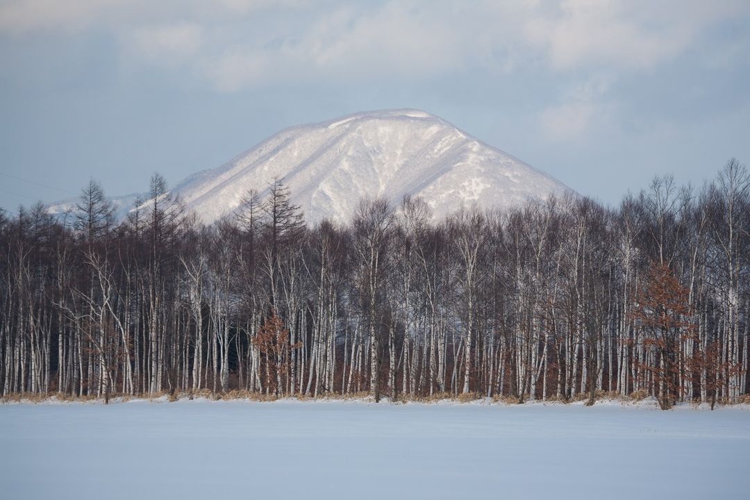 Scenic winter landscape with a snow-covered mountain in the background and a dense forest of bare trees in the foreground.