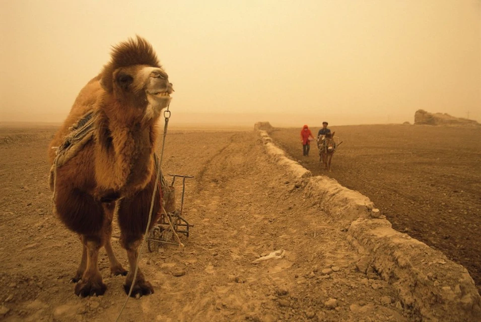 A Bactrian camel stands in a desert landscape, wearing tack, with two people riding a donkey in the distance during a sandstorm.