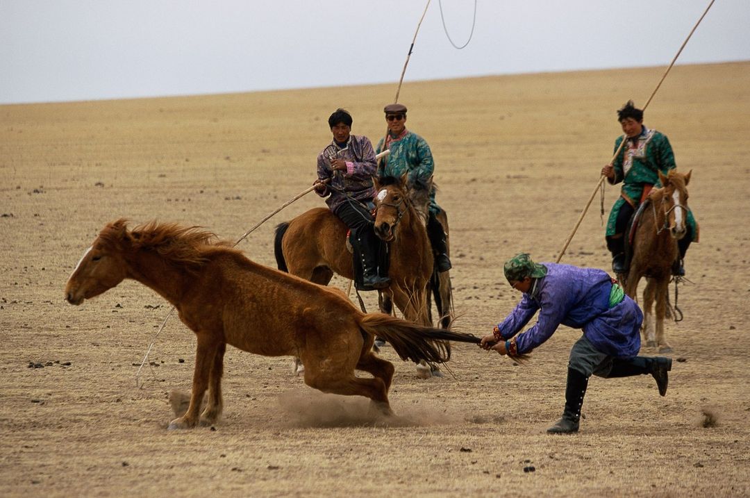 A group of men on horseback lasso a horse on the plains of Mongolia, creating a dynamic scene in a natural outdoor setting.