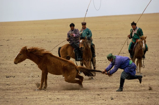 A group of men on horseback lasso a horse on the plains of Mongolia, creating a dynamic scene in a natural outdoor setting.