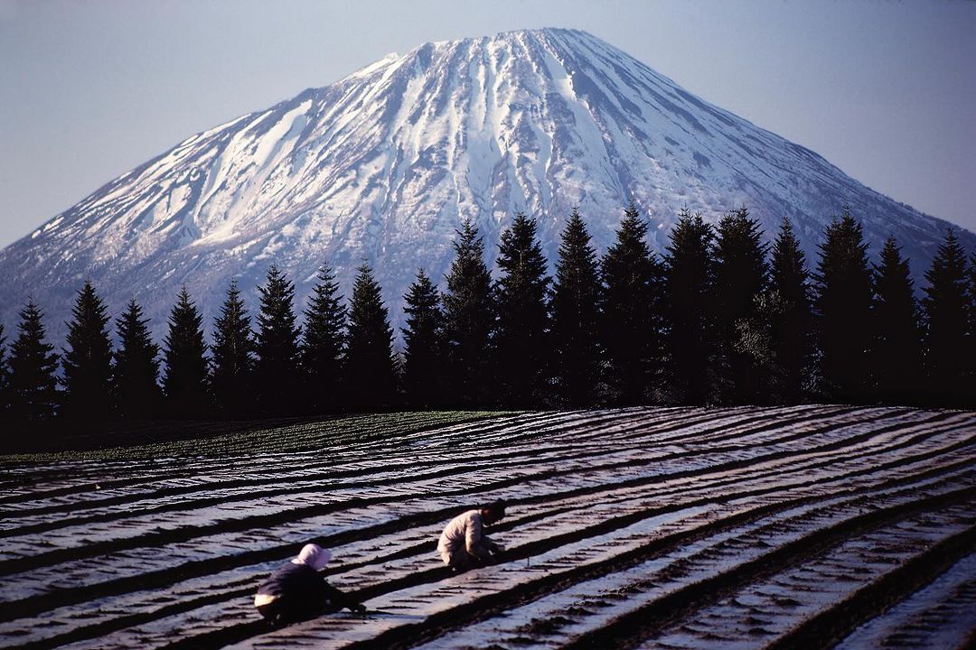 Scenic view of farmers tending to a field with rows of crops, set against a backdrop of evergreen trees and a snow-capped mountain.