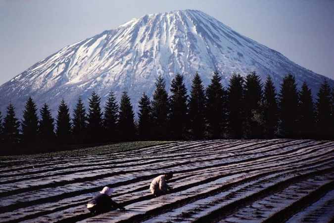 Scenic view of farmers tending to a field with rows of crops, set against a backdrop of evergreen trees and a snow-capped mountain.