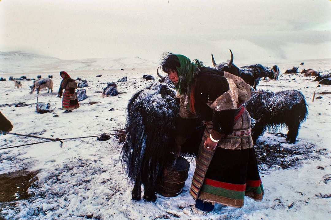 Woman in traditional clothing milks yak in snowy grassland, with herd and mountains visible. Documentary photography in natural light.