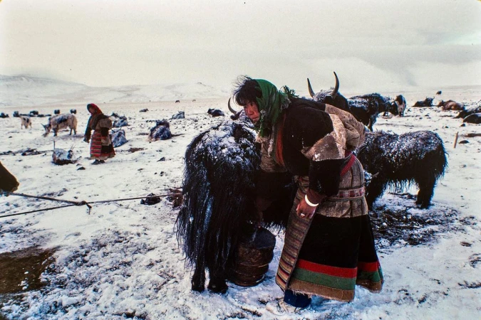 Woman in traditional clothing milks yak in snowy grassland, with herd and mountains visible. Documentary photography in natural light.