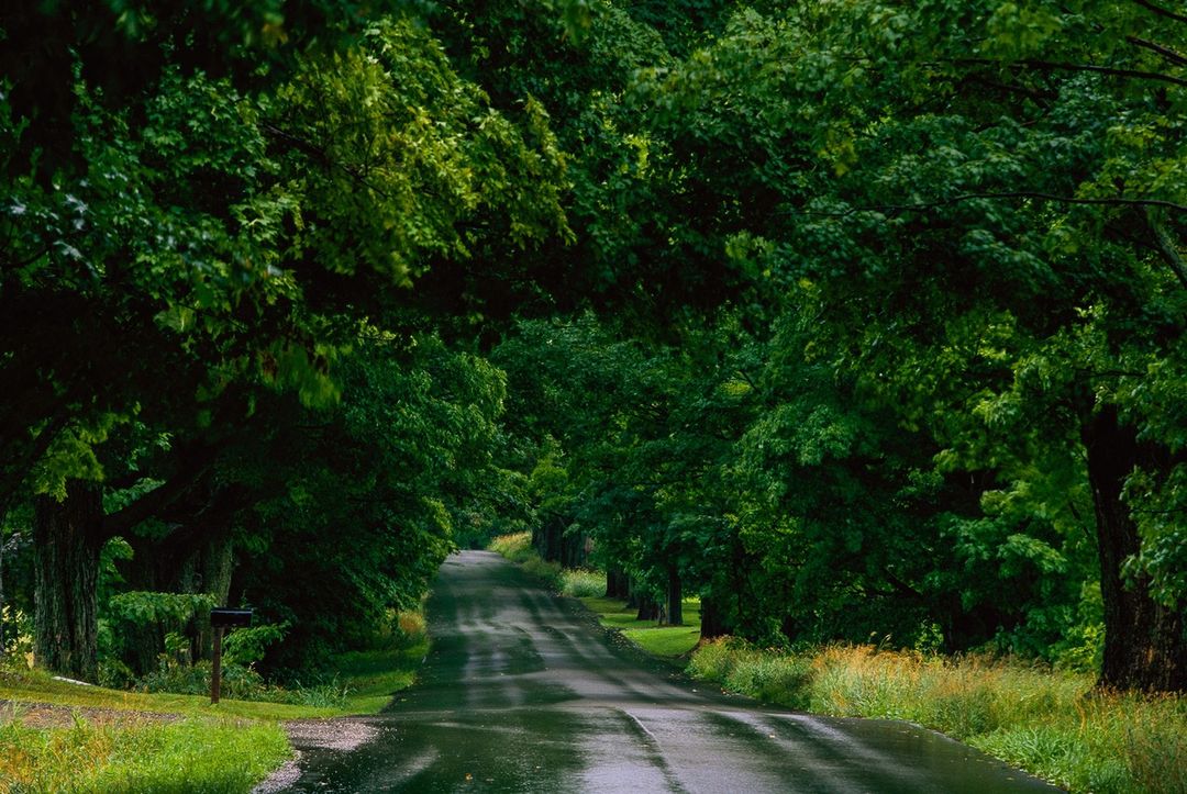 Wet asphalt road winding through a dense green canopy of trees and foliage, creating a tunnel-like effect with natural light.