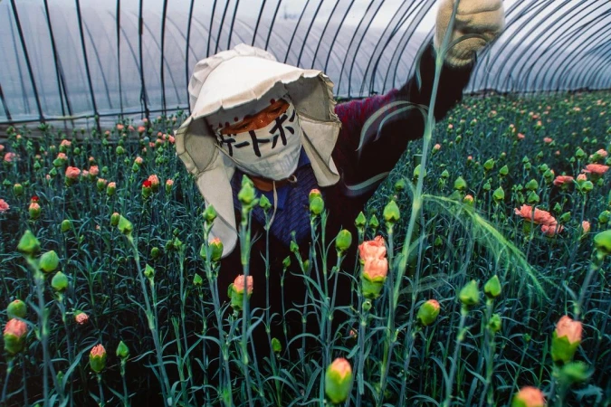 Person in protective gear working among pink carnations in a greenhouse, tending to flower cultivation inside a floral farm.