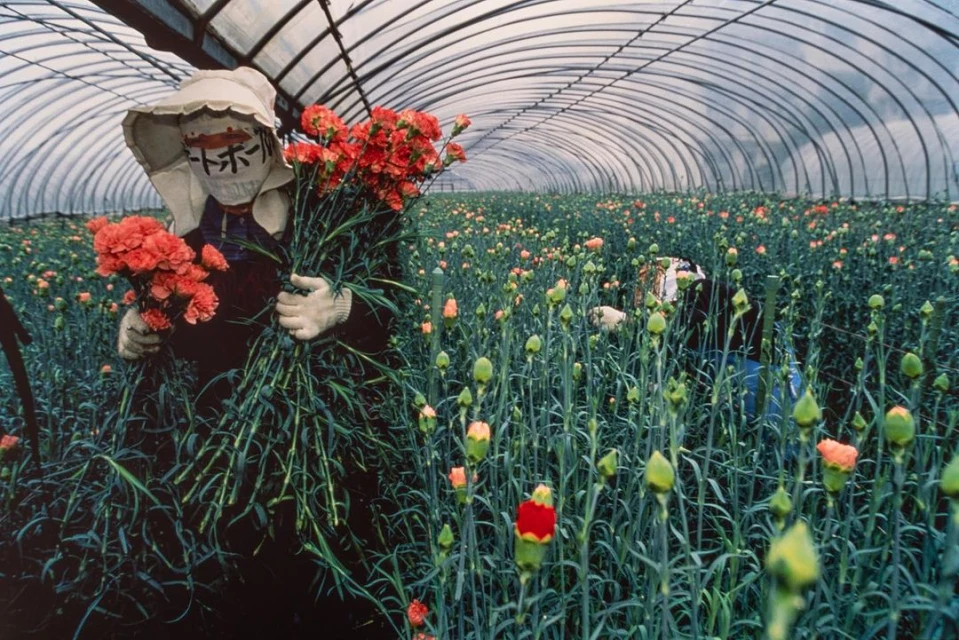 Person in flower field harvesting red carnations, wearing hat and mask. Greenhouse or hothouse environment, rows of flowers.