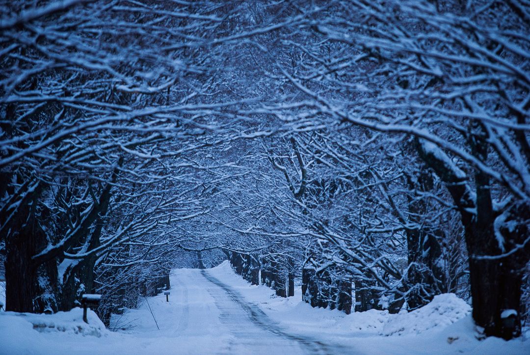 Snow-covered country road lined with trees, creating a tunnel effect in a winter landscape with a mailbox visible on the side.