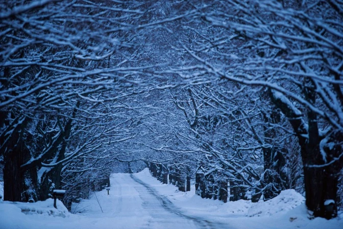 Snow-covered country road lined with trees, creating a tunnel effect in a winter landscape with a mailbox visible on the side.