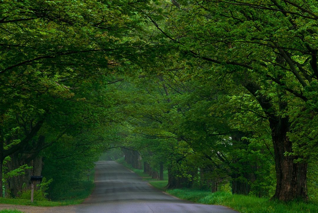 Scenic view of a road lined with lush green trees forming a natural tunnel, creating a peaceful and inviting landscape.
