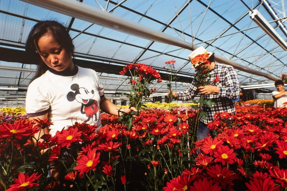People tending to red flowers in a greenhouse. An Asian woman is shown in the foreground, wearing a t-shirt with Mickey Mouse. 