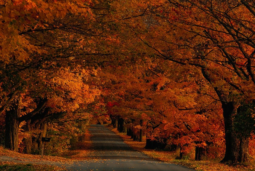 Autumn drive with trees lining the road, leaves are orange, yellow, and red, creating a canopy over the road during the daytime.
