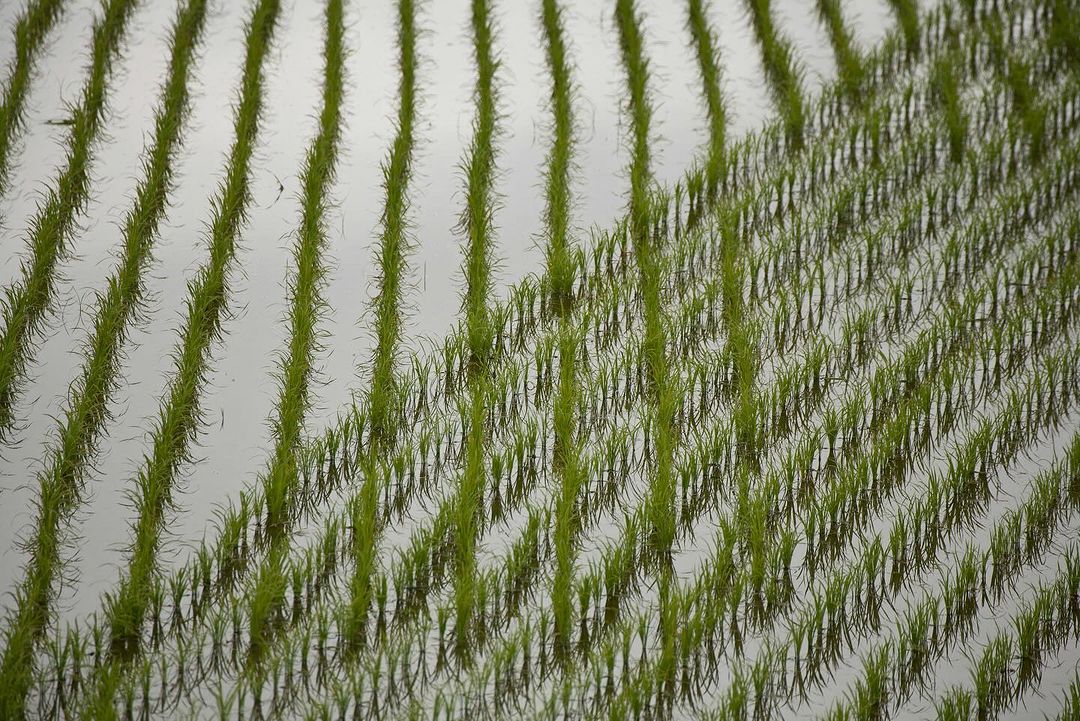Rows of young rice plants sprout in a flooded field, showing a symmetrical, agricultural scene, natural light, and green and grey tones.