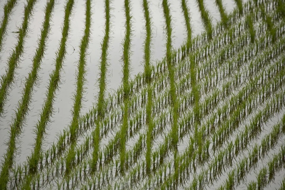 Rows of young rice plants sprout in a flooded field, showing a symmetrical, agricultural scene, natural light, and green and grey tones.