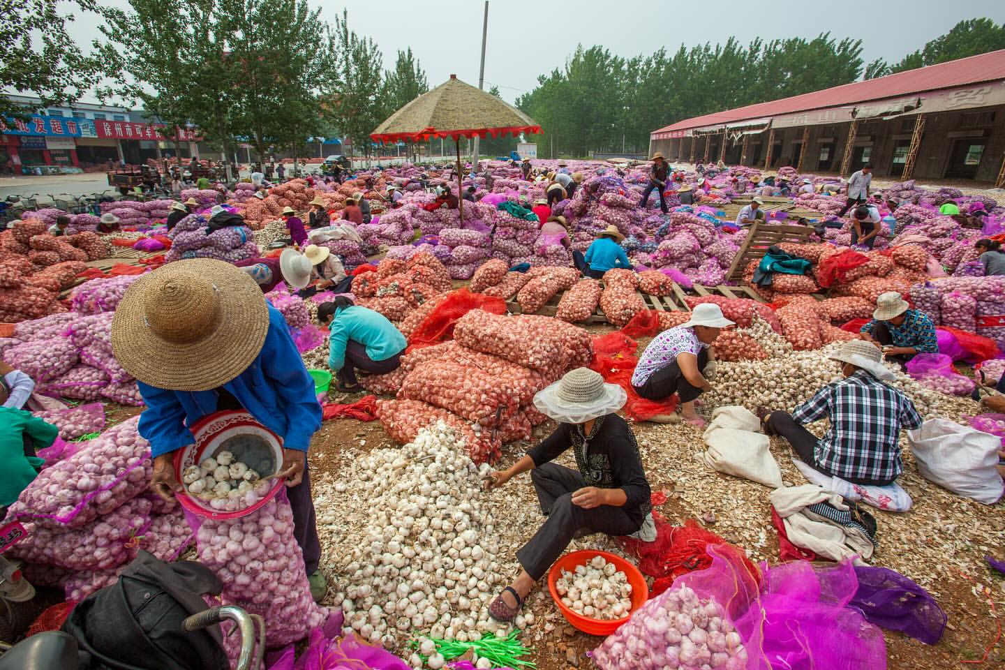 Outdoor market scene features multiple workers sorting garlic bulbs in piles and bags under a bright, overcast sky.