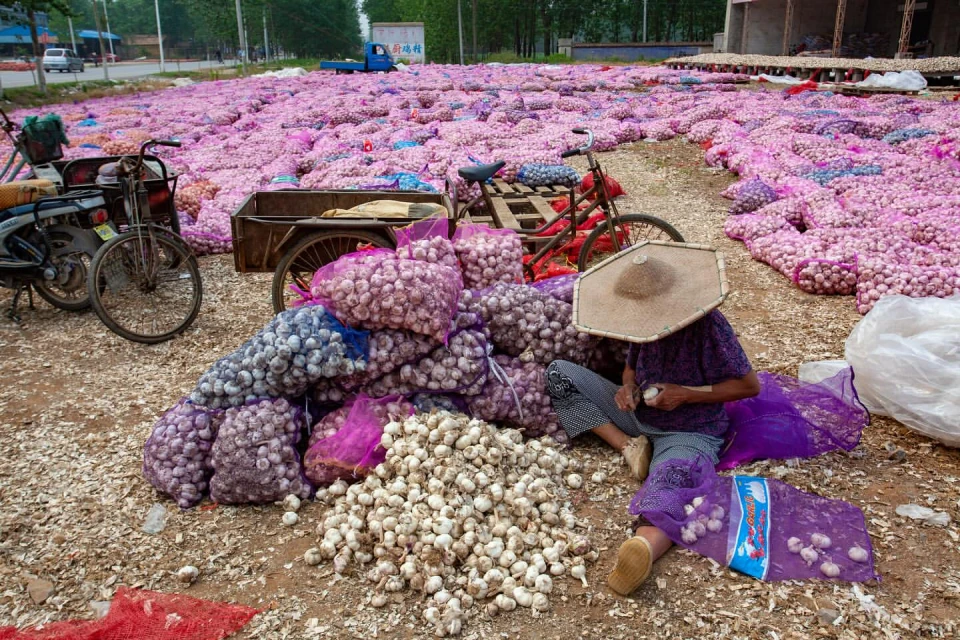 An elderly person wearing a hat sits among piles and bags of garlic on a dirt lot on a rural day, with a bicycle and trailer nearby.