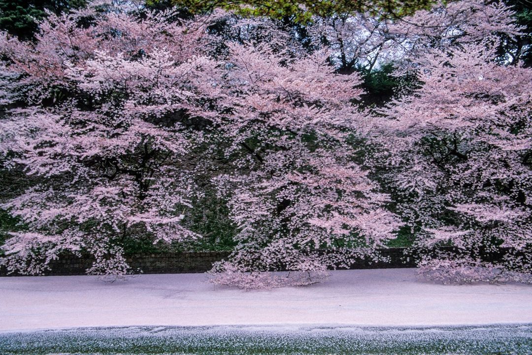 Pink cherry blossom trees in full bloom line a river or canal, creating a scene of natural beauty in an outdoor setting.