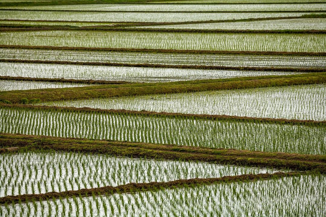 Aerial landscape featuring flooded rice paddy terraces; the terraced rows alternate between water reflections and rows of green rice plants.
