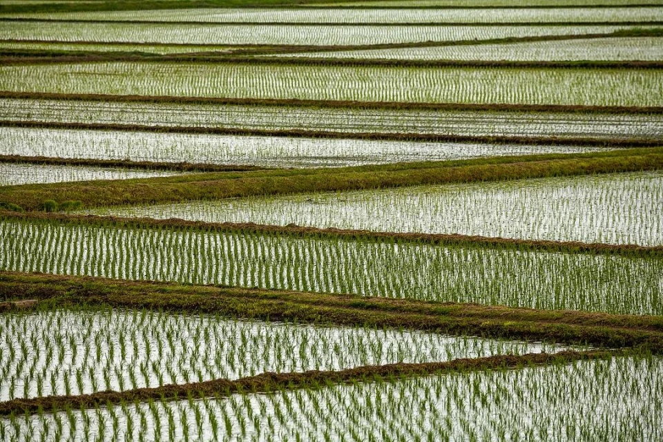 Aerial landscape featuring flooded rice paddy terraces; the terraced rows alternate between water reflections and rows of green rice plants.