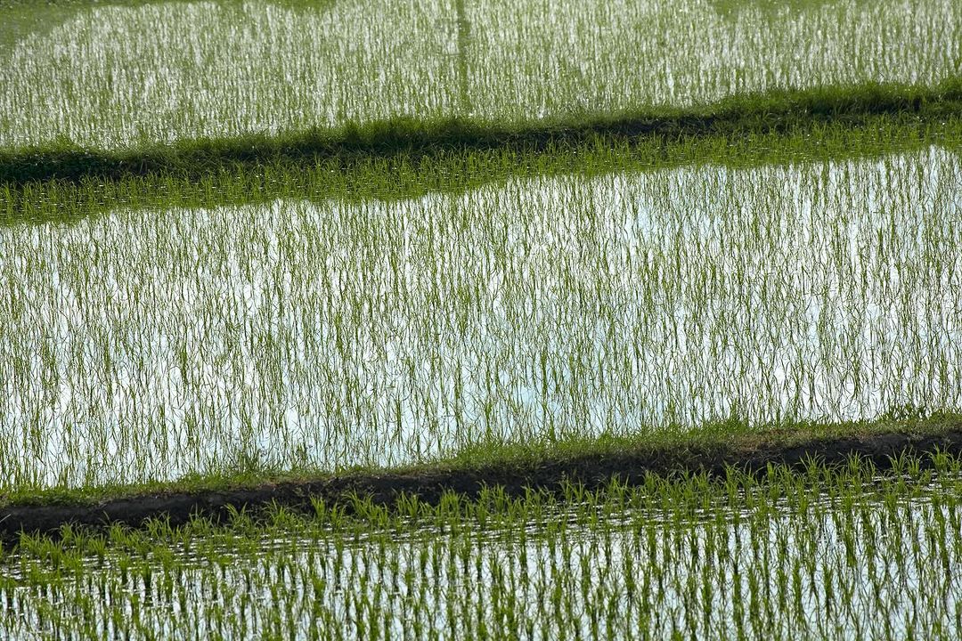 Lush green rice paddy field with flooded terraces reflecting the sky and seedlings, creating a peaceful agricultural scene.