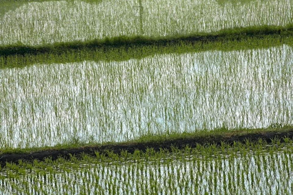 Lush green rice paddy field with flooded terraces reflecting the sky and seedlings, creating a peaceful agricultural scene.