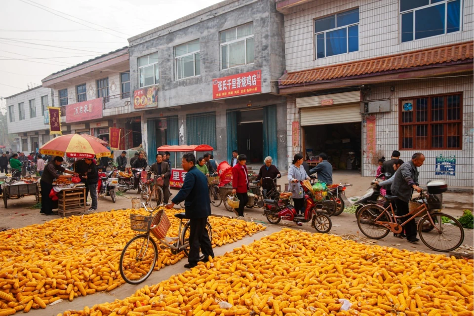 Outdoor market scene with a vast field of yellow corn cobs, several people, bicycles, and small motorized vehicles in a rural setting.