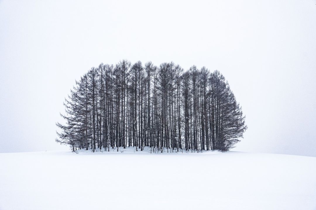 Snowy landscape featuring a densely packed group of tall trees in a serene winter setting with a muted color palette.