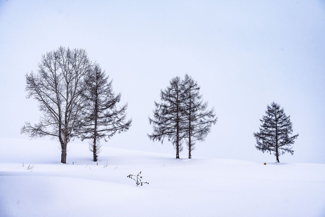 Minimalist landscape of snow-covered field with four bare trees against a light blue sky, evoking a quiet winter scene.