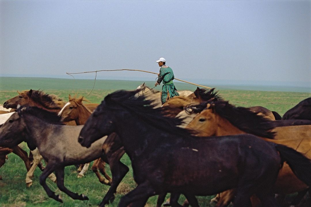A large herd of horses runs across a green field, led by a man on horseback with a long whip, under a clear blue sky.