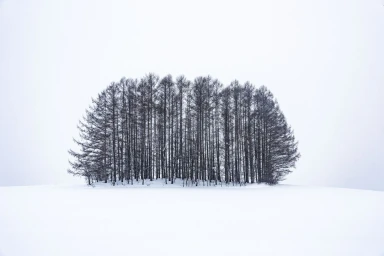 A dense cluster of bare winter trees standing isolated in the center of a vast flat snowfield under an overcast sky.