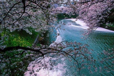 A canal framed by blooming cherry blossom trees with fallen petals drifting on the water surface.