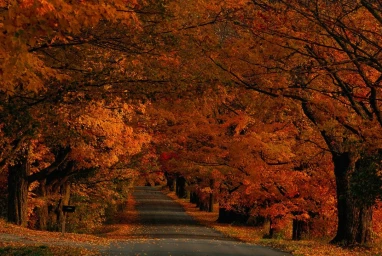 An asphalt road curving through a dense tunnel of trees with vibrant autumn foliage in shades of orange and brown.