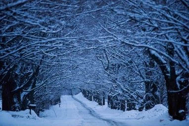 Snow-covered country road framed by an arched canopy of bare winter trees under a cool blue twilight sky