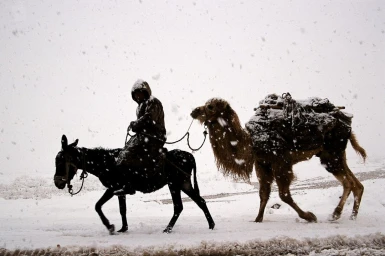 Person in a hooded coat riding a donkey leading a heavily laden camel through a heavy snowstorm.