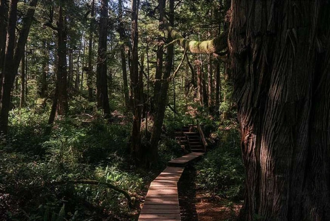 Tranquil forest scene with a raised wooden path leading through tall trees and lush green foliage, bathed in dappled sunlight.