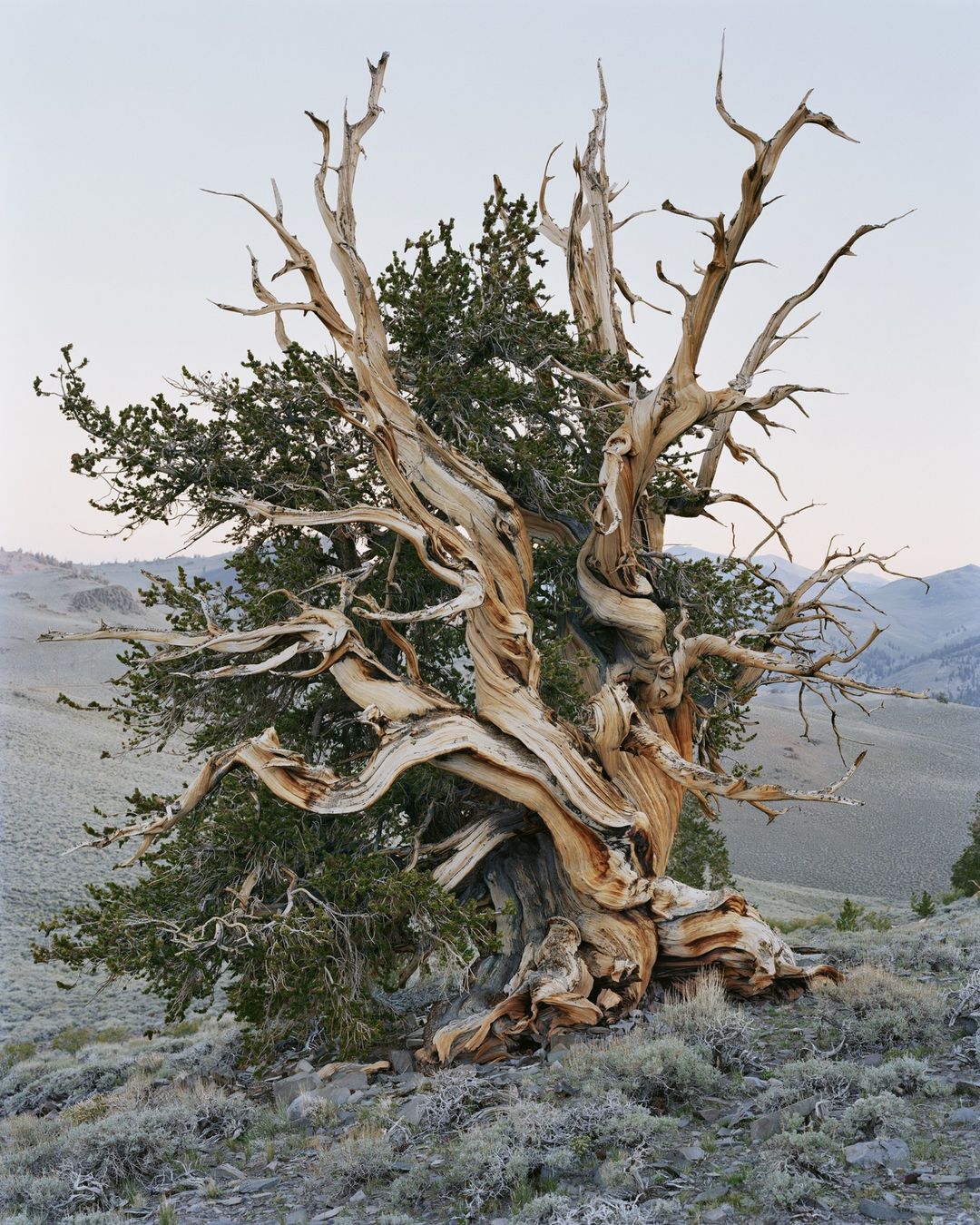 Ancient bristlecone pine tree with gnarled branches and needles, standing in a rocky, arid landscape under a soft, muted sky.