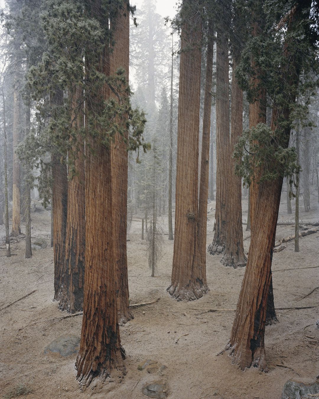 Trunks of giant redwood trees tower in a misty forest setting, with tall trees filling the frame, showcasing their majestic scale and beauty.