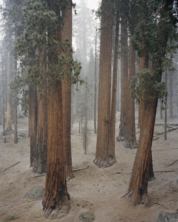 Giant sequoia trees with reddish-brown fibrous bark standing in a misty forest with a muted grey and hazy background.