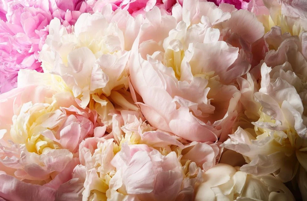 Close-up view of pastel pink and white peony flowers in full bloom, showcasing soft textures and a romantic, floral aesthetic.