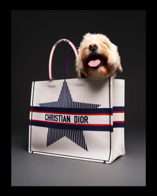 Fluffy dog pops out of a Christian Dior tote bag with blue and white striped star and red stripe against a dark gray background.