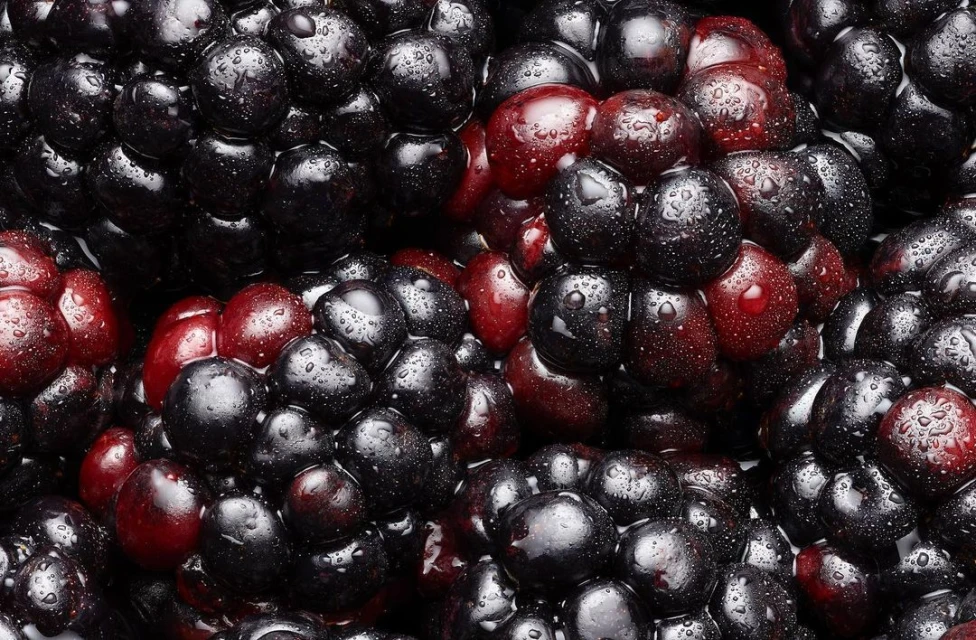 Close-up of fresh blackberries with water droplets. Dark and red hues. Fresh, ripe, and juicy blackberries.