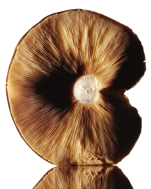 Macro shot of the underside of a mushroom with detailed gills radiating from the center, illuminated against a bright white background.