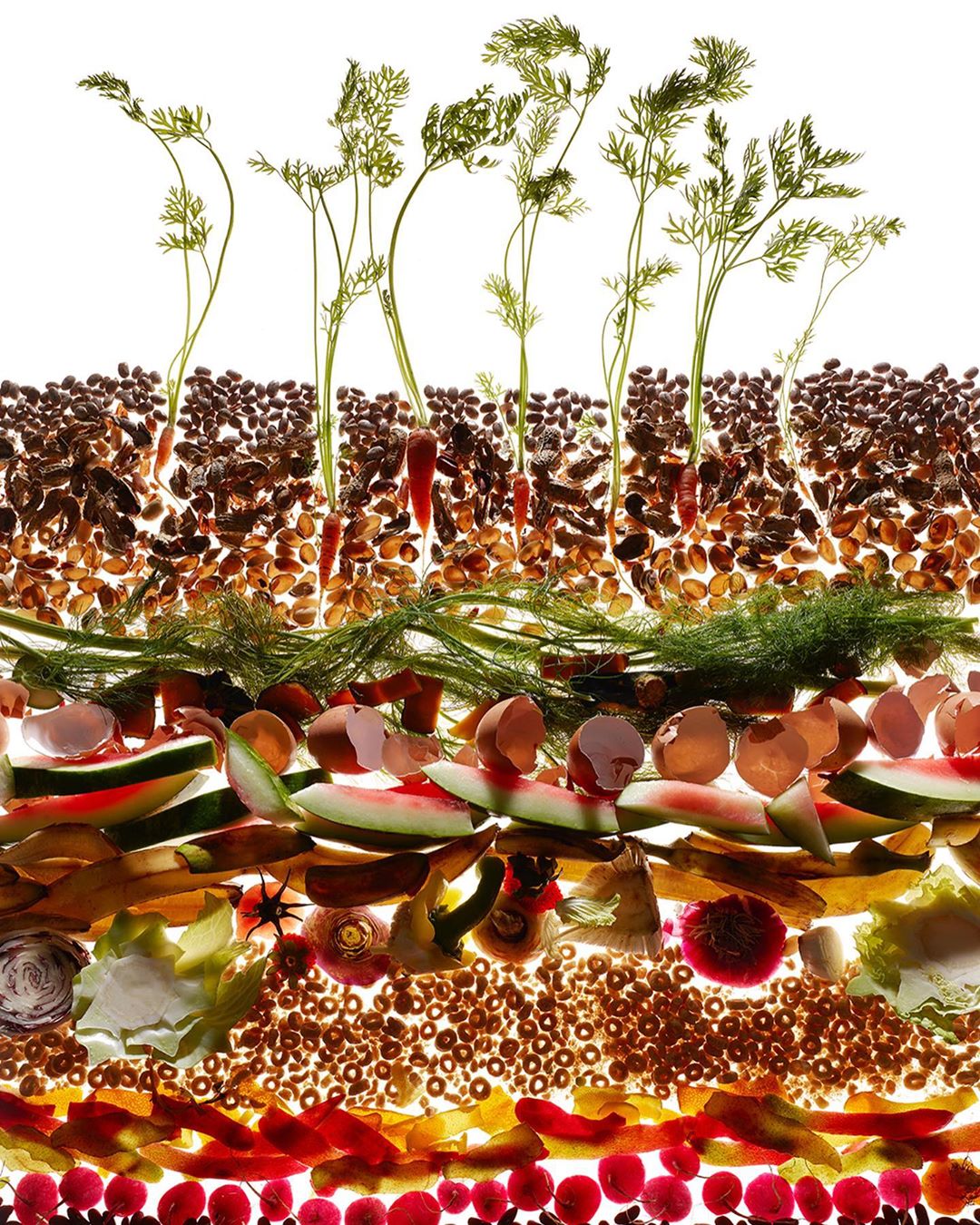 Overhead shot of a cross-section of layered soil with sprouting carrots, eggshells, cereal, lettuce, and watermelon rinds.