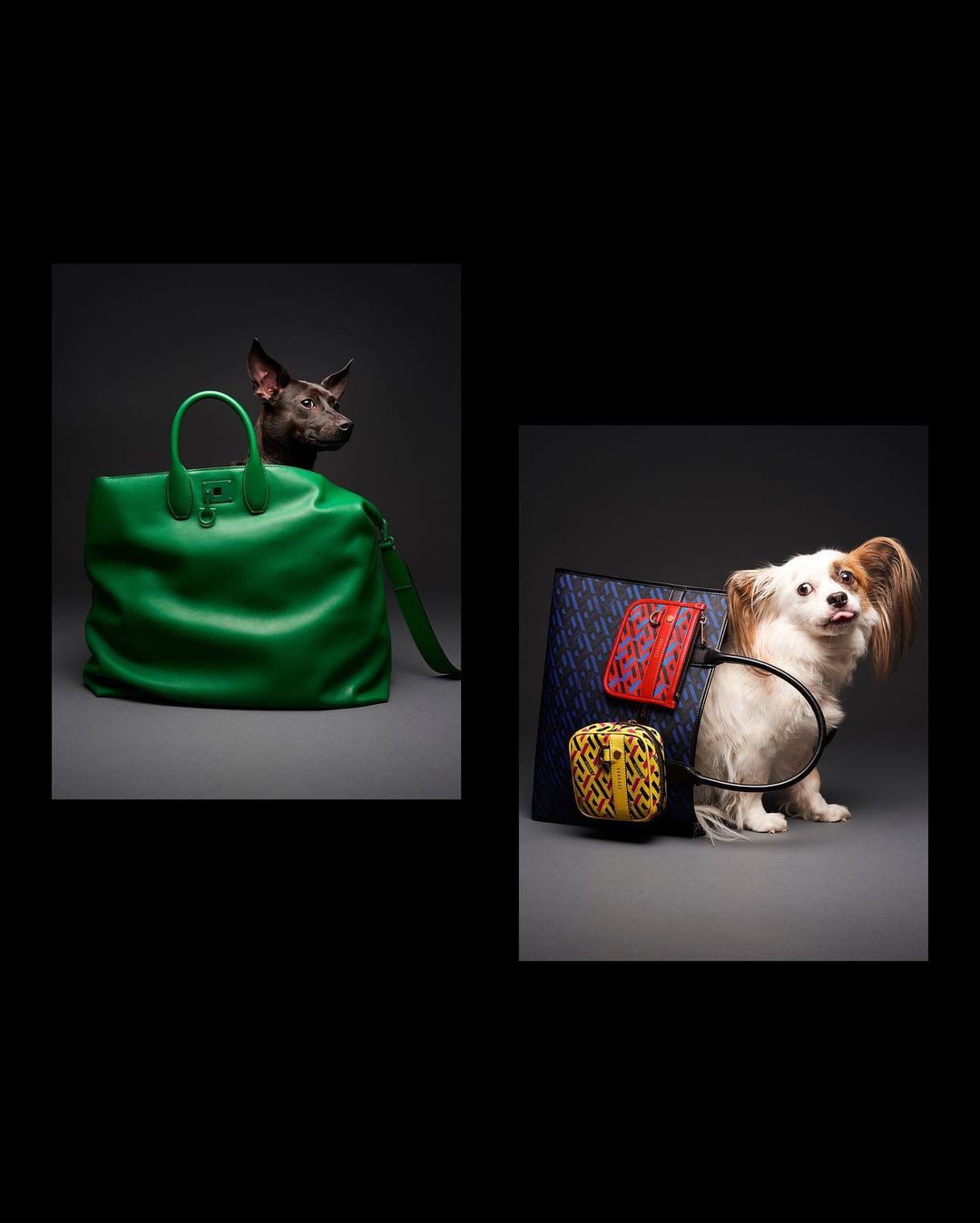 Two dogs pose with fashion purses in a studio setting, one dog is in a large green tote bag, and the other is in front of bags.