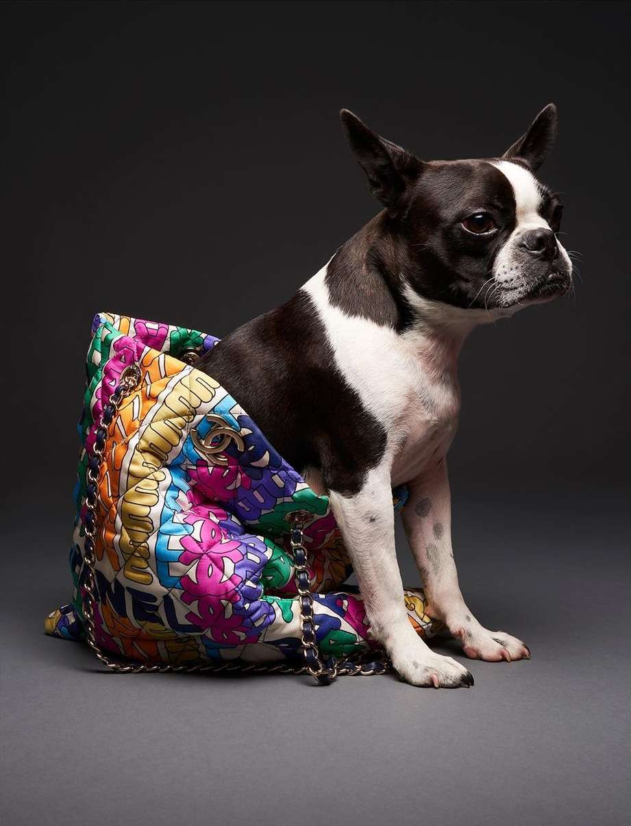 Black and white Boston Terrier dog sits inside a multicolored handbag with gold chain straps on a grey seamless backdrop in a photo studio.