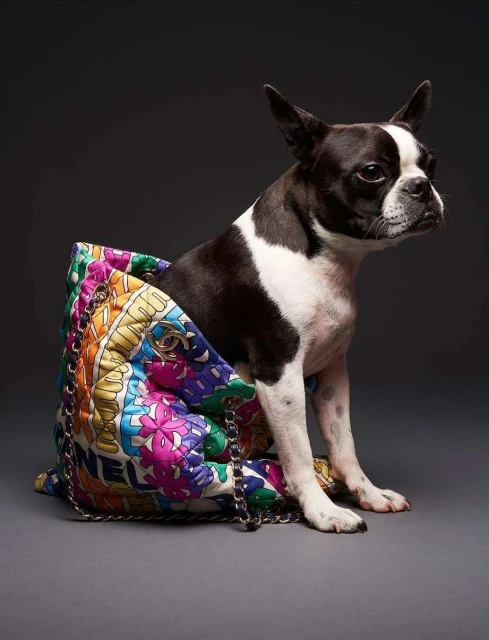 Black and white Boston Terrier dog sits inside a multicolored handbag with gold chain straps on a grey seamless backdrop in a photo studio.