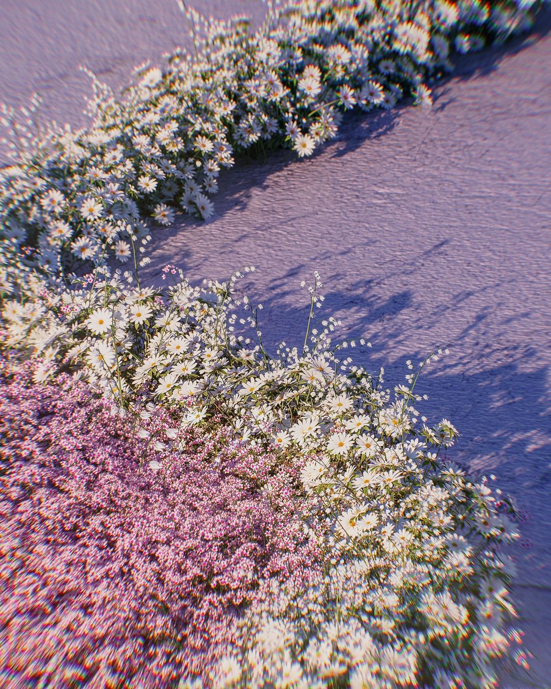 High-angle view of textured lilac surface covered with a dense layer of white and pink daisy-like flowers and foliage, casting shadows.