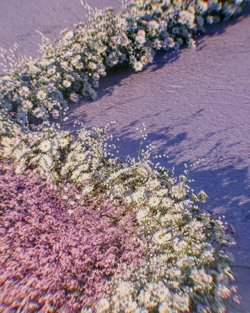 High-angle view of textured lilac surface covered with a dense layer of white and pink daisy-like flowers and foliage, casting shadows.